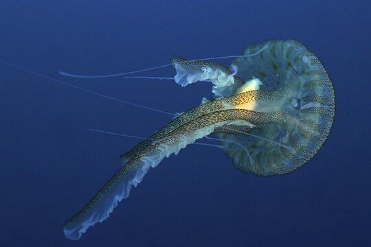 Mauve stinger (Pelagia noctiluca), in the Mediterranean Sea near Hy&egrave;res, solid blue background, releasable. Dive site Giens Peninsula, C&ocirc;te dAzur, France