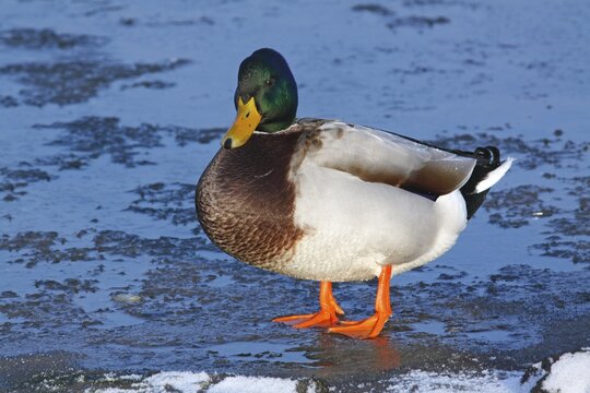 Mallard duck (Anas platyrhynchos) drake standing on the ice of a frozen lake in winter