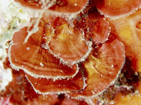 Close-up of scale leaf (Peyssonnelia squamaria), red alga, algae, with distinct textures and colour nuances, dive site Les Grottes, Giens peninsula, Provence Alpes C&ocirc;te d'Azur, France