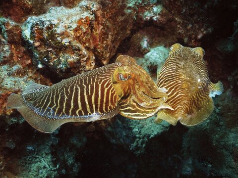 Pair of common cuttlefish (Sepia officinalis), common cuttlefish mating, dive site El Cabron Marine Reserve, Arinaga, Gran Canaria, Spain, Atlantic Ocean