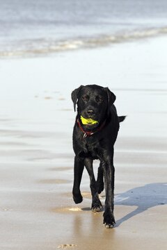 Wet black Labrador Retriever dog (Canis lupus familiaris) at the dog beach, male, domestic dog