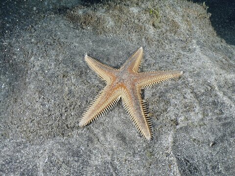 Orange Astropecten aranciacus (Astropecten aranciacus) lying on grey sand in the sea, Playa dive site, Los Cristianos, Tenerife, Canary Islands, Spain