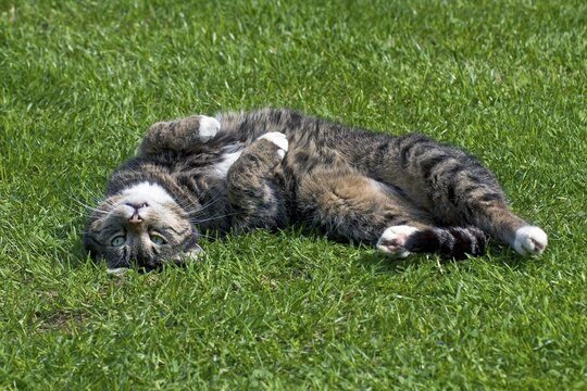 Male Domestic Cat (Felis silvestris catus) relaxing on the lawn