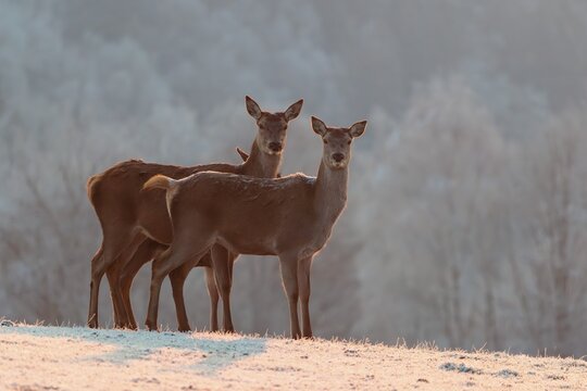 Three female red deer (Cervus elaphus) stand on a meadow covered in hoar frost in the faint light of a slightly misty winter's day. A forest covered in hoarfrost can be seen in the background