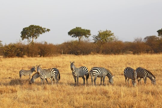 Zebras (Equus quagga) in the grasslands, Burchell's Zebrass, Serengeti National Park, Tanzania