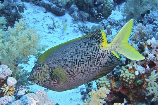Spotted rabbitfish (Siganus stellatus laqueus), dive site Elphinstone Reef, Egypt, Red Sea