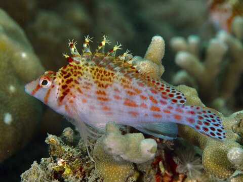 Fish with red spots, Dwarf Hawkfish (Cirrhitichthys falco), resting on corals, dive site Spice Reef, Penyapangan, Bali, Indonesia