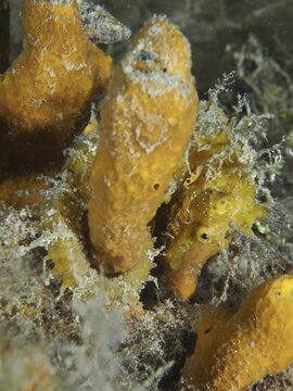 Langschn&auml;uziges Seepferdchen (Hippocampus guttulatus) klammert sich an einen Goldschwamm (Aplysina aerophoba) . Tauchplatz Hausriff, Stoja, Pula, Kroatien, Mittelmeer