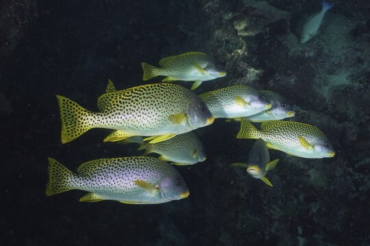 Shoal of spotted black spotted sweetlips (Plectorhinchus gaterinus) in the reef, swimming in the darkness of the sea, Dangerous Reef dive site, St Johns Reef, Saint Johns, Red Sea, Egypt