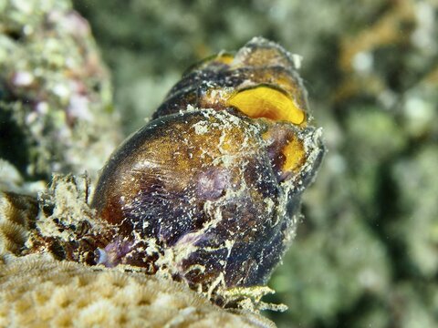 Close-up of a golden sea squirt (Polycarpa aurata) with orange-yellow openings on a coral reef, dive site Prapat, Penyapangan, Bali, Indonesia