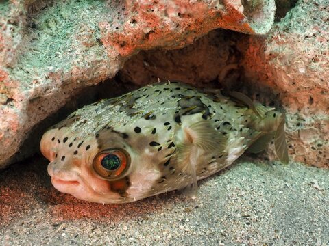 Long-spine porcupinefish (Diodon holocanthus), dive site Blue Heron Bridge, Phil Foster Park, Riviera Beach, Florida, USA