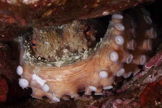 Octopus, Common Octopus (Octopus vulgaris), hidden in rocky underwater cave, showing tentacle pattern and improving camouflage in the Mediterranean Sea near Hy&egrave;res, dive site Giens Peninsula, Provence Alpes C&ocirc;te d'Azur, France