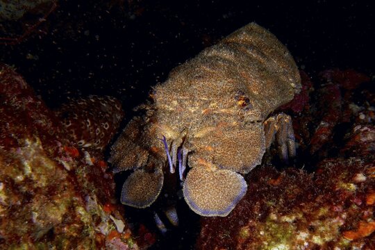 A Mediterranean slipper lobster (Scyllarides latus) moves on a dark seabed surrounded by rocks, dive site Punta Negra, Las Galletas, Tenerife, Canary Islands, Spain