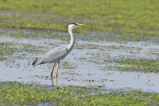 Grey heron (Ardea cinerea), standing in the shallow water of a moor, Ochsenmoor, D&uuml;mmer See, H&uuml;de, Lower Saxony, Germany