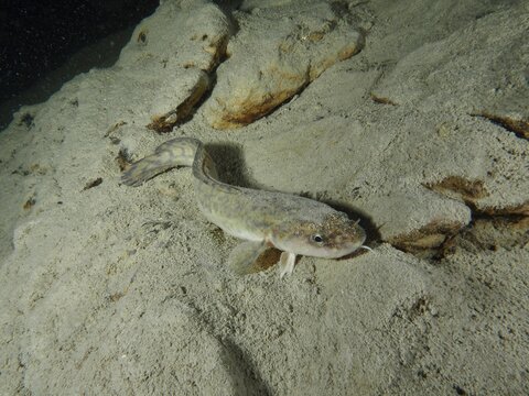 A burbot (Lota lota) lies on a sandy bottom in a calm underwater landscape with rocks. Dive site Terlinden, K&uuml;snacht, Lake Zurich, Canton Zurich, Switzerland