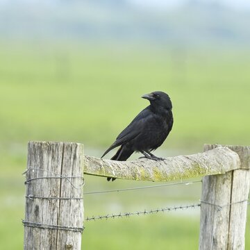 Raven crow (Corvus corone), sitting on a pasture gate, Ochsenmoor, D&uuml;mmer See, H&uuml;de, Lower Saxony, Germany