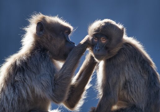 Two Geladas (Theropithecus gelada), captive, mutual grooming, Germany