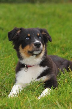 Australian Shepherd Black Tri puppy, male, with blue eyes