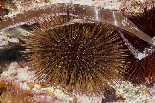 Brown sea urchin (Paracentrotus lividus) under a large leaf on a reef in the Mediterranean Sea near Hy&egrave;res, dive site Giens Peninsula, Provence Alpes C&ocirc;te d'Azur, France