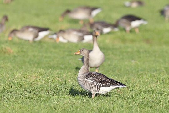 Greylag goose (Anser anser) several geese grazing in a meadow, Bieslicher Insel, Lower Rhine, North Rhine-Westphalia, Germany