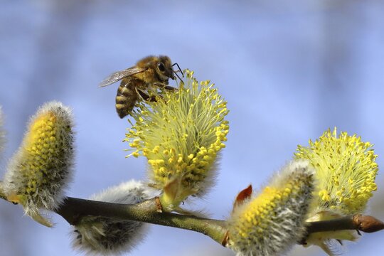European honey bee (Apis mellifera), collecting pollen on male inflorescences of a goat willow (salix caprea), Rothaargebirge, North Rhine-Westphalia, Germany