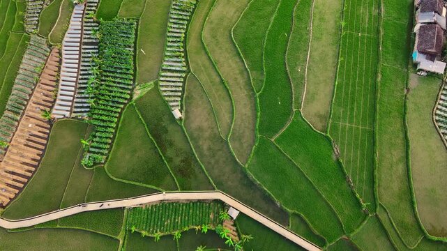 aerial view rice terraces in bali