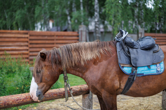 Side view of a brown horse with a saddle and bridle standing near a wooden fence outdoors