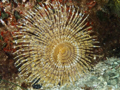 Beige screw scabbard (Sabella spallanzanii) in radial pattern on the seabed in the Mediterranean Sea near Hy&egrave;res, dive site Giens Peninsula, Provence Alpes C&ocirc;te d'Azur, France