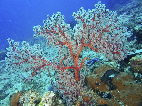 Red coral, Godeffroy's soft coral (Siphonogorgia godeffroyi), in the blue ocean, dive site Spice Reef, Penyapangan, Bali, Indonesia