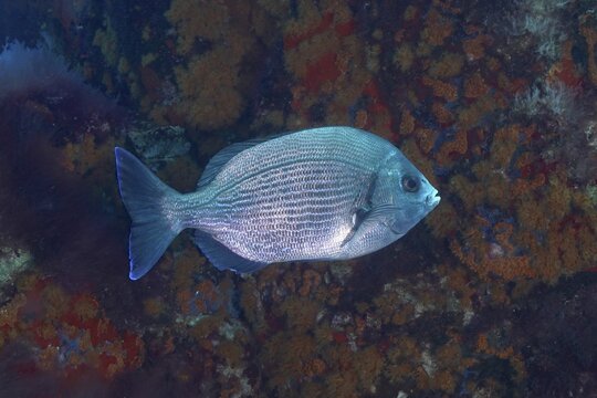 Black seabream (Spondyliosoma cantharus) in the Mediterranean Sea near Hy&egrave;res, dive site marine reserve Port Cros, C&ocirc;te d'Azur, France