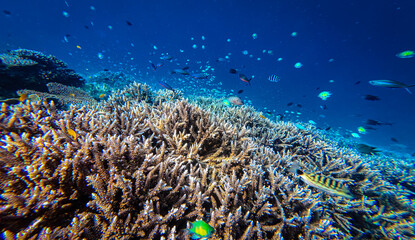 Underwater Wonders of the Tropical Reef with Beauty of Coral Reef Biodiversity with ocean sea background © SASITHORN