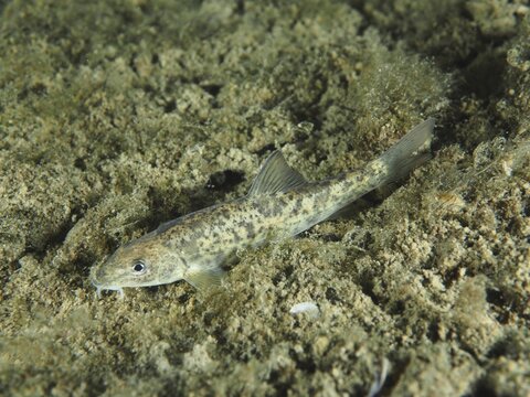 Gudgeon (Gobio gobio) resting on an algae-covered underwater bottom, dive site Zollbr&uuml;cke, Rheinau, Canton Zurich, Rhine, High Rhine, Switzerland, Germany