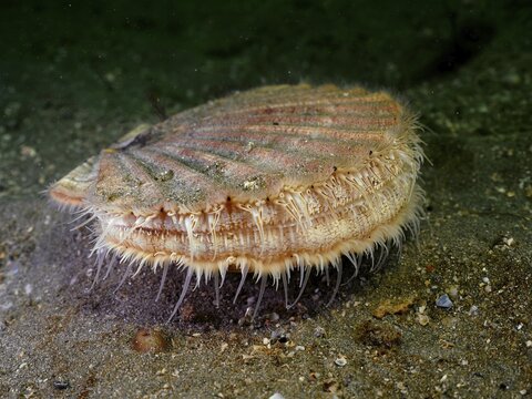 Scallop (Pecten maximus), underwater, Rinvyle dive site, Co. Galway, Irish Sea, North Atlantic, Ireland