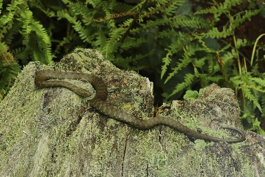 Dice Snake (Natrix tessellata) sunbathing on an old tree stump, captive, zoo Uckersdorf, Hesse, Germany