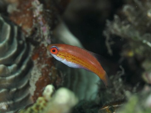 Small, red and white female fish, flag damselfish (Paracheilinus filamentosus), swimming near colourful corals, dive site Spice Reef, Penyapangan, Bali, Indonesia