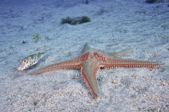 Astropecten aranciacus (Astropecten aranciacus) on sandy bottom, accompanied by a small pearled pufferfish (Sphoeroides spengleri), dive site Bufadero, Palm Mar, Tenerife, Canary Islands, Spain