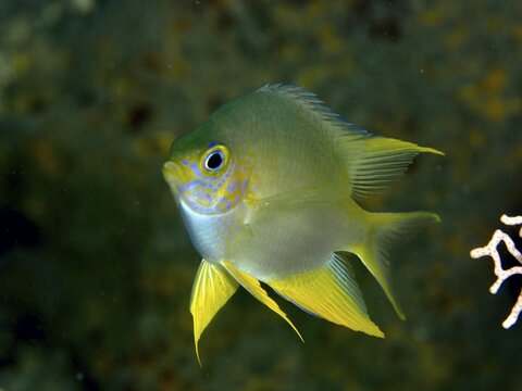 Small yellow-blue fish, Golden damselfish (Amblyglyphidodon aureus), swimming near a coral reef, dive site Prapat, Penyapangan, Bali, Indonesia