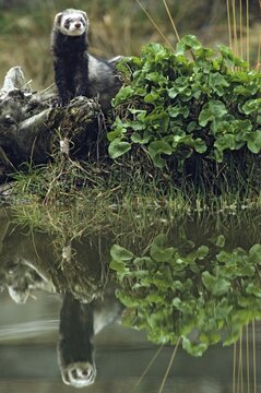 Carnivora, polecat, mustela putorius, polecat, predators, high size, portrait format, mammals, mirror, raptors, mirror image, mammals