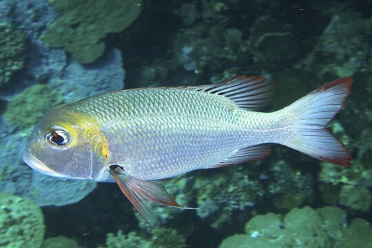 Humpnose big-eye bream (Monotaxis grandoculis) . Dive site Daedalus Reef, Egypt, Red Sea