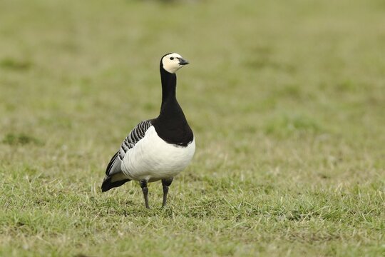 Barnacle goose (Branta leucopsis), barnacle goose, standing in a meadow, Bislicher Insel, North Rhine-Westphalia, Germany
