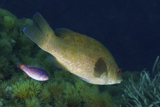 Large Ballan wrasse (Labrus bergylta) and smaller fish side by side in a wide blue sea scenario in the Mediterranean Sea near Hy&egrave;res, dive site Giens Peninsula, Provence Alpes C&ocirc;te d'Azur, France