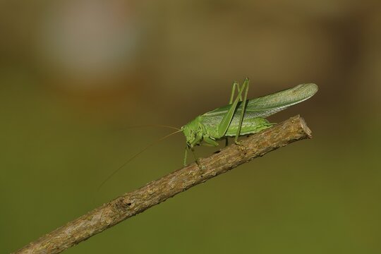 Great green bush cricket (Tettigonia viridissima) sitting on a branch, Rothaargebirge, North Rhine-Westphalia, Germany