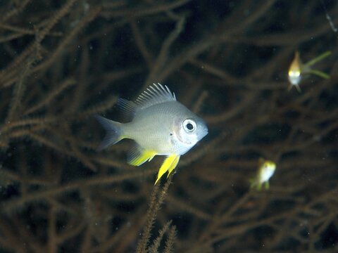 Grey fish with yellow fins, Golden damselfish (Amblyglyphidodon aureus) juvenile, swimming in front of a soft coral, dive site Twin Reef, Penyapangan, Bali, Indonesia