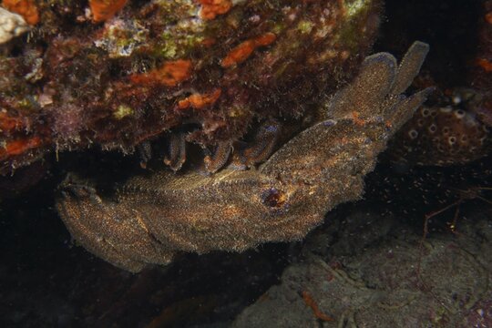 Mediterranean slipper lobster (Scyllarides latus) under coloured rock formation, well camouflaged, dive site Punta Negra, Las Galletas, Tenerife, Canary Islands, Spain