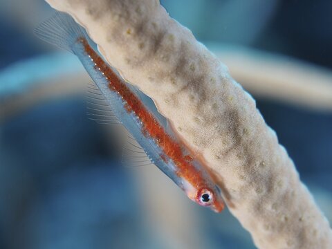 Dwarf pygmy goby (Bryaninops cf discus), dive site House Reef, Mangrove Bay, El Quesir, Red Sea, Egypt