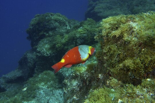 A colourful Mediterranean parrotfish (Sparisoma cretense) swimming near an algae-covered rock face, dive site Cueva del Tiburon, Las Galletas, Tenerife, Canary Islands, Spain