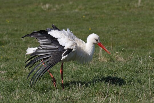 White stork (Ciconia ciconia) airs its plumage, Elbe meadows, Wedel, Schleswig-Holsteion, Germany