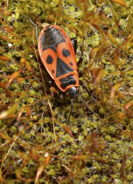 Common Fire Bug (Pyrrhocoris apterus) on moss, Stuttgart, Baden-W&uuml;rttemberg, Germany