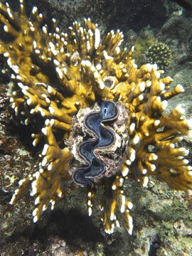 Maxima clam (Tridacna maxima), common giant clam in net fire coral (Millepora dichotoma), dive site House Reef, Mangrove Bay, El Quesir, Red Sea, Egypt