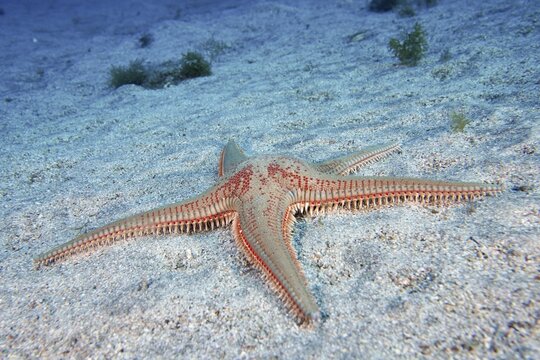 Five-armed starfish with a red spotted pattern, Astropecten aranciacus (Astropecten aranciacus), on the sandy seabed. Dive site Bufadero, Palm Mar, Tenerife, Canary Islands, Spain